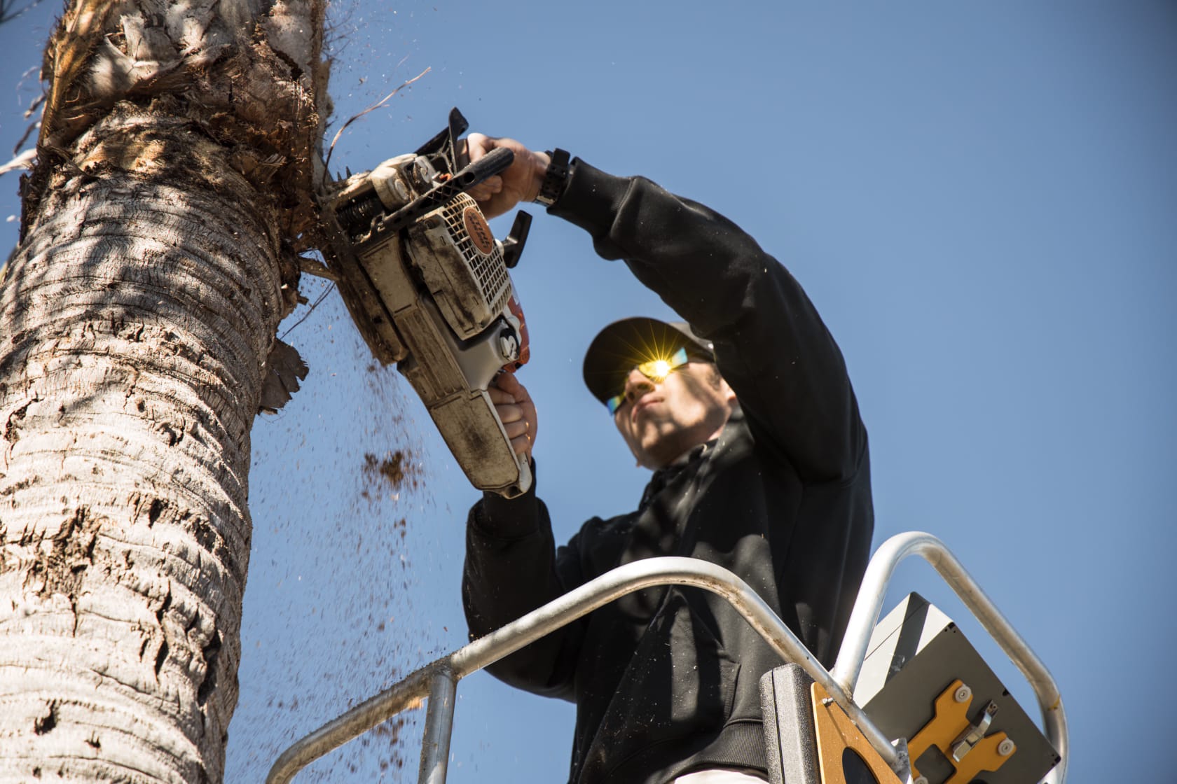 Tree Services